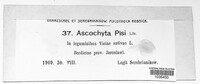 Didymella pisi image